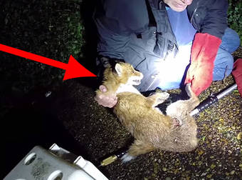 Kind Man Dressed In His Bathrobe Helps A Wildlife Rescuer Save An Injured Fox.