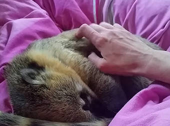 This Cute Coati Just Wanted A Quick Snuggle…And His Handlers Couldn’t Refuse.