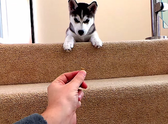 Nervous Husky Puppy Tries To Find Enough Courage To Get Down The Stairs.