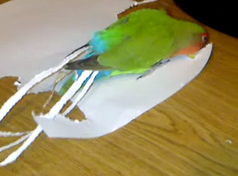 This Lovebird Does Not Like Her Short Tail. What She Does About That Is Incredible.