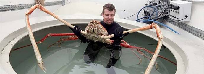 10 Reasons Why The Giant Spider Crab Is The Crustacean Of Your Nightmares.