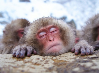 These Expressive Monkeys Will Give You So Many Feels. D’aww…