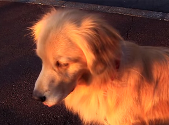 This Silly Dog Clearly Thinks He’s The Cutest Ambulance Ever.