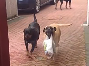 How To Be The Perfect Pet: Dog Helps Owners Out With The Groceries.