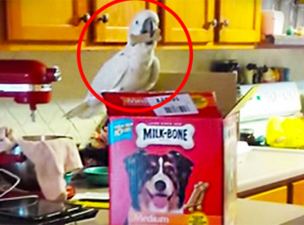 Helpful Bird Feeds Two Hungry Great Danes Some Tasty Milk-Bones. What A Friend!