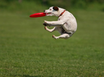 8 Dogs Who Love Going Above and Beyond Basic Fetch. Good Boys.