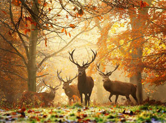 These Gorgeous Animals Will Help You Appreciate The Natural Beauty Of Fall.