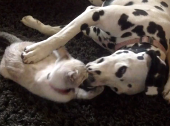 What Happens When This Brave Kitten Challenges A Dog To A Fight Is So Cute.