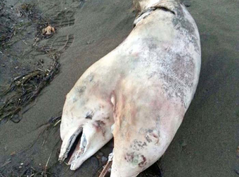 What Washed Ashore In Turkey Will Haunt Your Dreams Forever.
