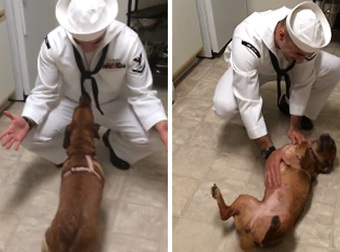 This Dachshund Just Couldn’t Contain Her Excitement When Her Sailor Daddy Returned Home.