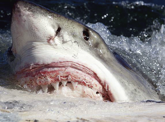 Getting Attacked By A Great White Shark Is Exactly As Scary As You’d Imagine.