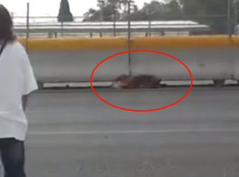 Brave Woman Ventures Over A Busy Mexican Highway To Rescue An Injured Dog.