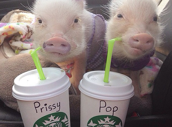 Meet Priscilla And Poppleton: The Mini-Pigs With Mega-Style. I’m In Love.