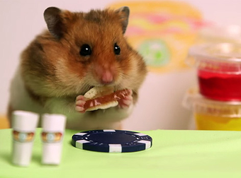 Speed Eating Champion Kobayashi Takes On A Hamster In A Cute Competition.