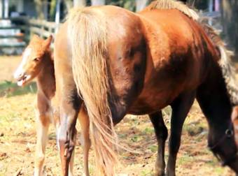 An Extremely Young Pony Refuses to Leave His Mother’s Side…It’s the Cutest.