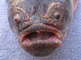 12 Absolutely Terrifying Creatures That Actually Live In The Ocean.