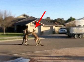Watch As Two Kangaroos Duke It Out In The Streets Of Australia. That Happens.