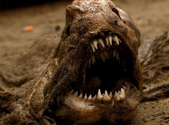 The 25 Creepiest-Looking Animals In the world. Hello, Nightmares!