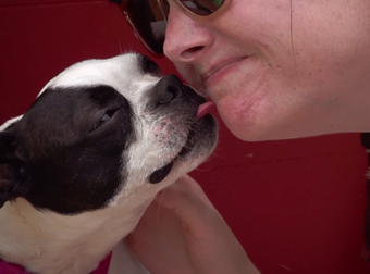 A State Fair Had The Best Kissing Booth Ever…Because It Was Operated By Dogs..