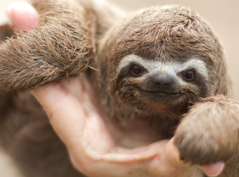 Why Sloths Are Secretly The Most Awesome Animals On The Planet.