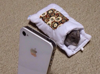 This Hamster Makes Himself Adorably Comfy In An iPhone Case.