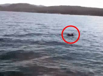 This Guy Went Out In Search Of Fish, But Found A Bald Eagle Instead. Amazing!