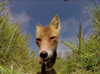 They Tried To Record This Fox On A GoPro. Apparently, He Was Hungry.