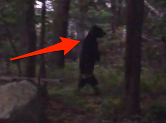 What Neighbors Caught Walking Through Their Yard Is Sincerely Shocking.