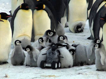 Robot Infiltration is Okay When It’s Cute…And Involves Lots of Baby Penguins.