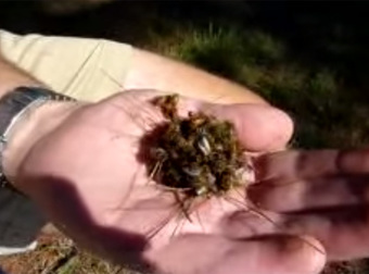 Watch As This Cluster Of Bees Murders Their Own Queen.