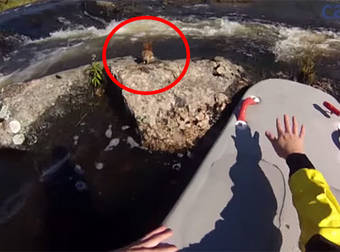 Man Saves A Terrified Squirrel Trapped On A Rock In Fast Moving Rapids.
