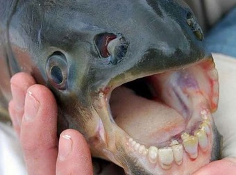 These Creepy Animals Are Living Nightmares. I Didn’t Even Know They Existed!