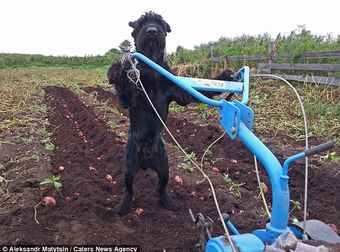 This Dog Puts All Other Farm Dogs To Shame… He Might Put Us ALL To Shame.