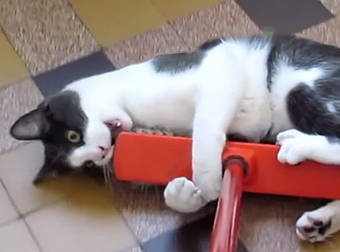 Watch As These Cute Kittens And Cats Take On Brooms In An Epic Battle.