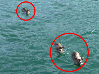 They Were Looking For Whales, But What They Found Instead? Whoa!