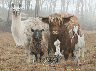 These Are By Far The Best Family Portraits Ever. And There’s Not A Single Human In Them.