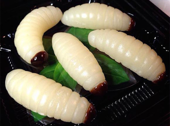 A Coffee Shop In Japan Turns These Creepy Crawlies Into A Sweet Treat.