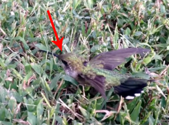 Tiny Hummingbird Caught In A Wad Of Chewing Gum Gets An Incredible Rescue.