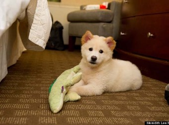 This Puppy Was About To Be Eaten. Yes, Eaten. But Check Out What Happened.