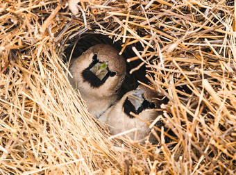 These Animals Can Build Structures Better Than Most Modern Architects.