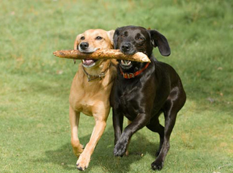 These 16 Photos Show Just How Important (And Cute) Teamwork Really Is.