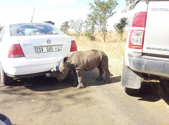 Cruel People Left This Rhino Orphaned, But Thankfully Some Motorists Stepped In.