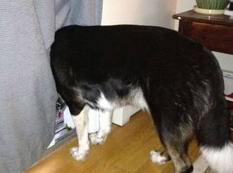 Don’t Tell This Dog He Isn’t Smart. See How Clever He Can Be. Aww…