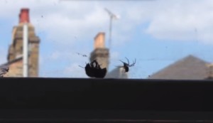 What Happened As A Man Was Filming A Bee Caught In A Spider Web Is AWESOME. Check This Out.