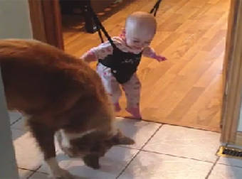 Bouncing Baby Loves Every Minute Of Watching This Dog Jump At Shadows.