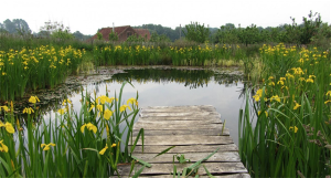 See This Pond? It’s Hiding A Secret That You’re Going To Absolutely Love…. Trust Me.