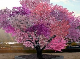 This Tree Takes Gardening To Whole New Level. It Can Produce 40 Kinds Of Fruits.