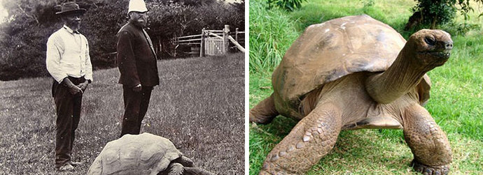 The Very Same Tortoise Is In A Picture From 1902… And 2014. Old, But Awesome.