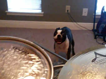 This Boston Terrier Has Had Enough Of His Owner’s Drumming… So He Did This.