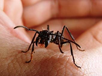 Ants Are Everywhere…But Did You Know These Crazy Facts? I Didn’t.